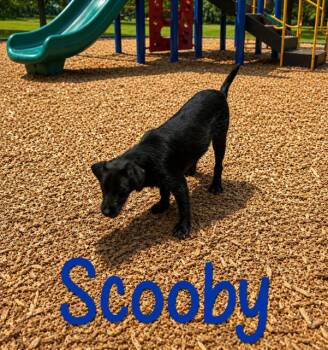 Scooby -  Schnoodle Dog for Adoption in Zimmerman, Minnesota - Scooby | PetCurious