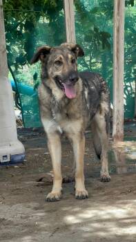 Rescue German Shepherd Dog Dogs for Adoption in Los Angeles, California - Frank~ Loving And Loyal Companion | PetCurious