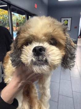 Lady -  Shih Tzu Dog for Adoption in Homer Glen, Illinois - Lady | PetCurious