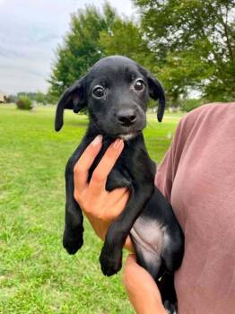 Brontë -  Mixed Breed Dog for Adoption in Milton, Delaware - Brontë | PetCurious
