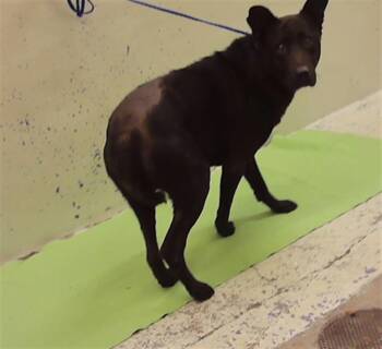 OLIVE -  German Shepherd Dog and Mixed Breed Dog for Adoption in Houston, Texas - OLIVE | PetCurious