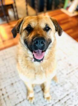 Labrador Retriever and Shepherd Dogs Available for Adoption - Betty Boop | PetCurious