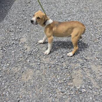 Pit Bull Terrier Dogs Available for Adoption in Cleveland, Tennessee - Lydia | PetCurious