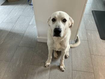 Great Pyrenees and Labrador Retriever Dogs Available for Adoption in Oceanport, New Jersey - Simon | PetCurious