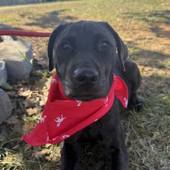 Turkey Burger -  Labrador Retriever Dog for Adoption in Columbia, South Carolina - Turkey Burger | PetCurious