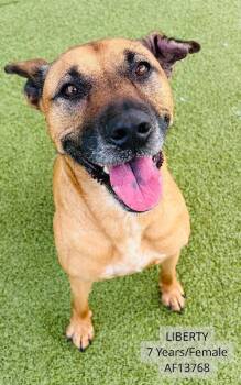 Liberty -  Black Mouth Cur and Mixed Breed Dog for Adoption - Liberty | PetCurious