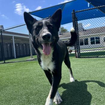 Rescue Australian Shepherd Dogs for Adoption in Spring, Texas - Faye | PetCurious