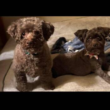 Poodle Dogs Available for Adoption in Las Vegas, Nevada - Max OS NV | PetCurious