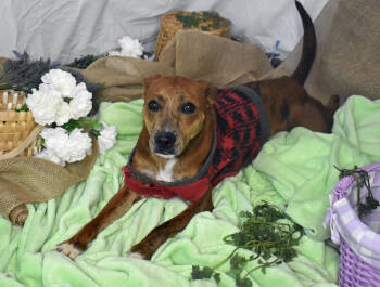 Rescue Terrier Dogs for Adoption in Monroe, Louisiana - Mirabelle | PetCurious