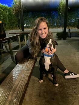 Rescue American Staffordshire Terrier Dogs for Adoption in San Francisco, California - Tango | PetCurious