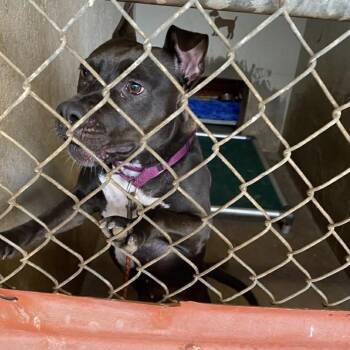 American Staffordshire Terrier Dogs Available for Adoption in Austin, Texas - Lulu | PetCurious