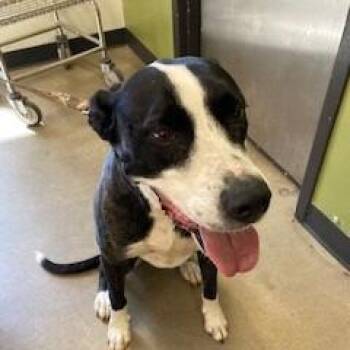 Labrador Retriever and Pit Bull Terrier Dogs Available for Adoption in York, Pennsylvania - Bo | PetCurious