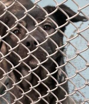 Australian Shepherd and Shepherd Dogs Available for Adoption in Ogdensburg, New York - Lexi | PetCurious