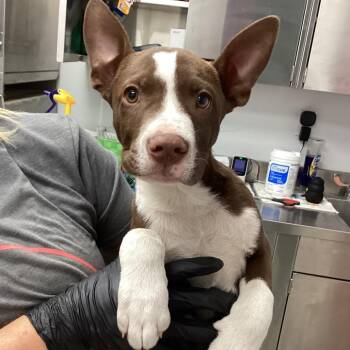 Terrier Dogs Available for Adoption - Mason | PetCurious