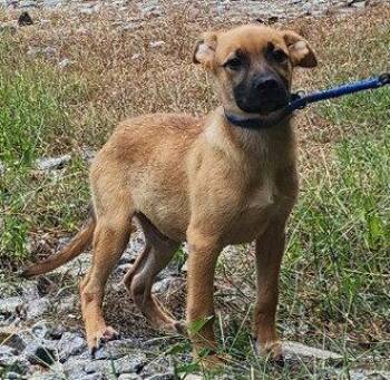 260912  Luke -  Shepherd and Labrador Retriever Dog for Adoption in Wetumpka, Alabama - 260912  Luke | PetCurious