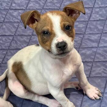 Mixed Breed Dogs Available for Adoption in Buffalo, Minnesota - Scat | PetCurious