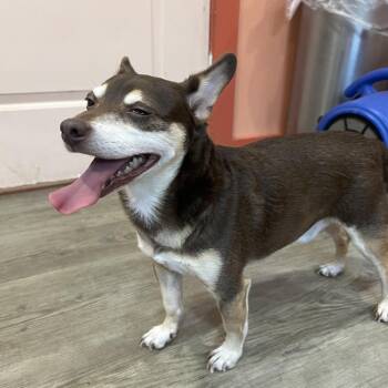 Churro -  Chihuahua and Mixed Breed Dog for Adoption in Tacoma, Washington - Churro | PetCurious