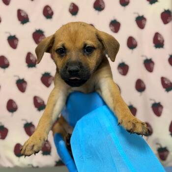 Helga Hufflepup -  Shepherd and Mixed Breed Dog for Adoption in San Antonio, Texas - Helga Hufflepup | PetCurious