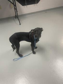 TINKY -  Pit Bull Terrier and Mixed Breed Dog for Adoption in St. Cloud, Florida - TINKY | PetCurious