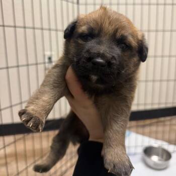 Pit Bull Terrier Dogs Available for Adoption - 117 (2026) Baloo | PetCurious