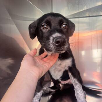 Archie -  Mixed Breed Dog for Adoption in Spokane, Washington - Archie | PetCurious