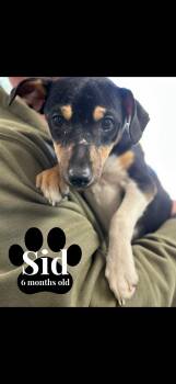 Chihuahua and Miniature Pinscher Dogs Available for Adoption - Sid | PetCurious