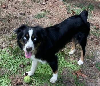 Rescue Australian Shepherd Dogs for Adoption in Ontario, California - Lilly VA | PetCurious