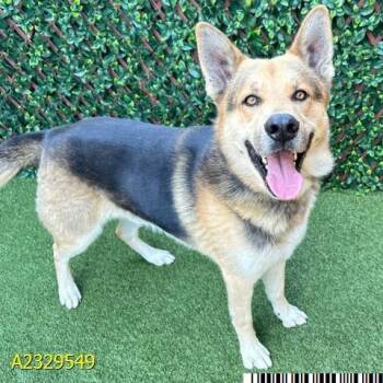 Browny -  German Shepherd Dog and Mixed Breed Dog for Adoption in West Palm Beach, Florida - Browny | PetCurious