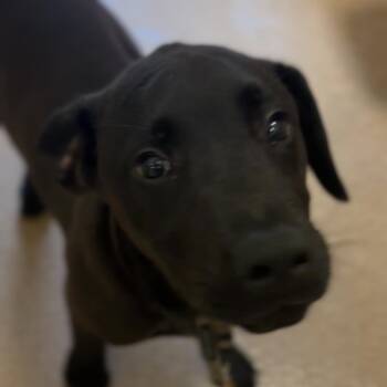 Beep -  Black Labrador Retriever Dog Available for Adoption in Hinesville, Georgia - Beep | PetCurious