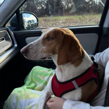 Rescue Treeing Walker Coonhound Dogs for Adoption in Lynchburg, Virginia - Sadie | PetCurious
