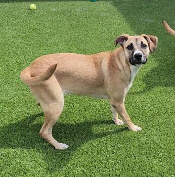 Mixed Breed Dogs Available for Adoption in Frankfort, Kentucky - July | PetCurious