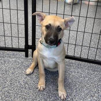 Whiskey -  Mixed Breed Dog Available for Adoption in Fredericksburg, Virginia - Whiskey | PetCurious