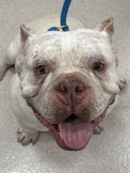 American Bulldog Dogs Available for Adoption in Honolulu, Hawaii - Post Malone | PetCurious