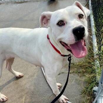 Rescue Pit Bull Terrier Dogs for Adoption in Saint Joseph, Missouri - Tia | PetCurious