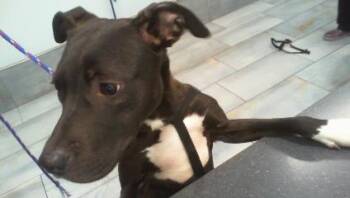 Pit Bull Terrier Dogs Available for Adoption in Charlotte, North Carolina - DORY | PetCurious