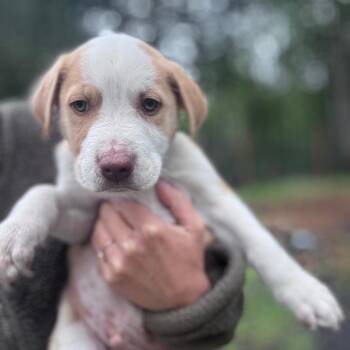 Border Collie and Pit Bull Terrier Dogs Available for Adoption in Tacoma, Washington - Cucumber | PetCurious