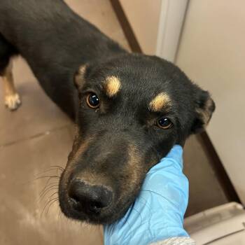 Ombre -  Shepherd and Mixed Breed Dog for Adoption in Flagstaff, Arizona - Ombre | PetCurious