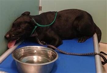 Rescue Belgian Shepherd Malinois Dogs for Adoption in Camarillo, California - MALIKA | PetCurious