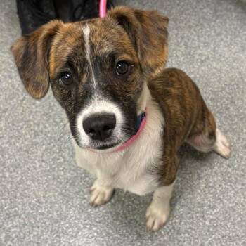 Mixed Breed Dogs Available for Adoption in Batavia, Ohio - Urban | PetCurious