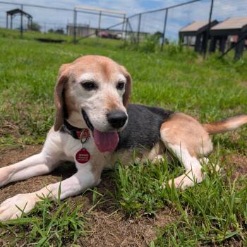 Jackson -  Beagle Dog for Adoption in Nowata, Oklahoma - Jackson | PetCurious
