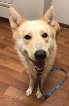 Indigo -  White German Shepherd Dog for Adoption in Londonderry, New Hampshire - Indigo | PetCurious