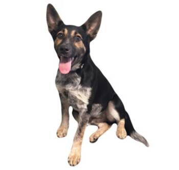 Rizzo -  Shepherd and Australian Cattle Dog Blue Heeler Dog for Adoption in Red Bluff, California - Rizzo | PetCurious