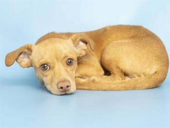 Chihuahua Dogs Available for Adoption in Phoenix, Arizona - BUTTERS | PetCurious