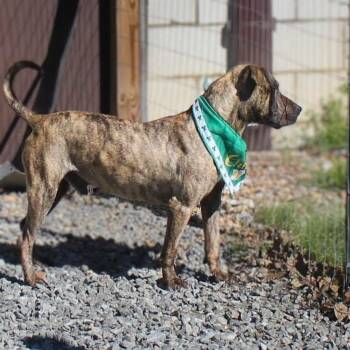 Pit Bull Terrier Dogs Available for Adoption in Shelby, North Carolina - Kayce | PetCurious