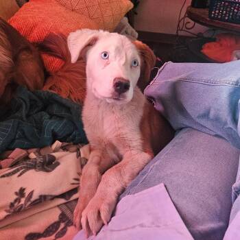 Pit Bull Terrier and Mixed Breed Dogs Available for Adoption in Flagstaff, Arizona - Dolla - In Foster! | PetCurious