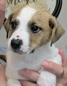 Mixed Breed Dogs Available for Adoption in Mesa, Arizona - Wellesley | PetCurious