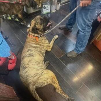 Colin -  Mastiff Dog for Adoption in Edmond, Oklahoma - Colin | PetCurious