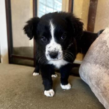 Mixed Breed Dogs Available for Adoption - Gemini | PetCurious