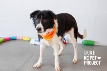 Duke -  Mixed Breed Dog for Adoption in Kansas City, Missouri - Duke | PetCurious