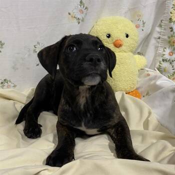 PEPE -  Pit Bull Terrier and Mixed Breed Dog for Adoption in Modesto, California - PEPE | PetCurious